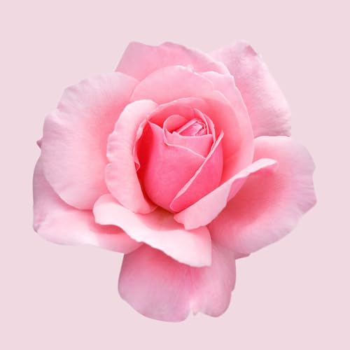 Hugo Boss Ma Vie pour Femme Women's Eau de Parfum