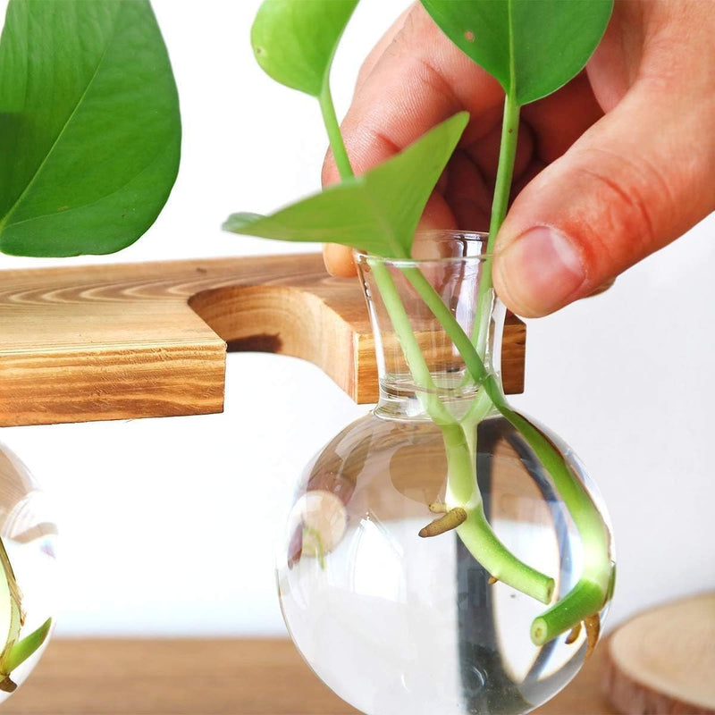 Benting Plants Propagation Stations with Wooden Stand, Glass Planter Tabletop Bulb Vase for Hydroponics Plants Home Office Decor-2 Vase