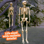 SLEEPHEAD Halloween Skeleton Decoration,Adult (36'') & Child (16'') Skeleton Value 2 Pack for for Halloween Party Yard Haunted House Props Indoor Outdoor Decor